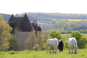 Chevaux en prairie sauvage