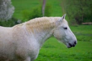 Cheval percheron Gémages