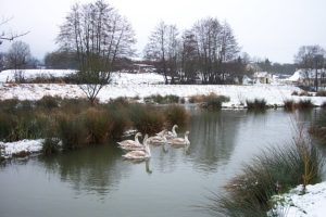 Gémages en hiver