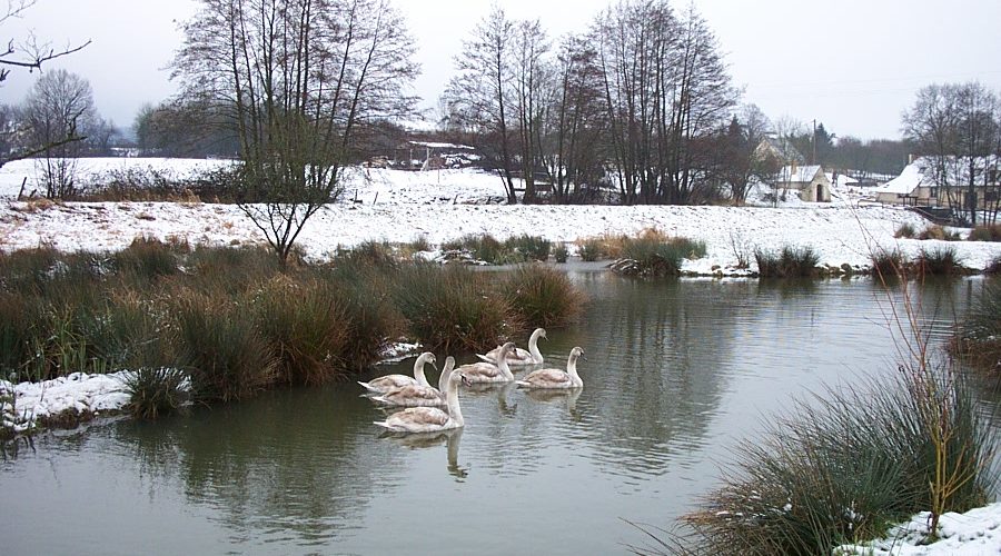 Gémages en hiver