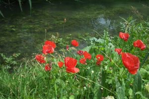 Coquelicots sauvages