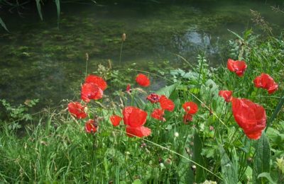 Coquelicots sauvages