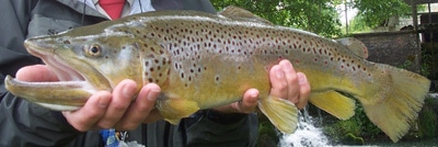 Poisson Fario Capturé