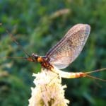 Insecte sur une fleur Moulin de Gémages