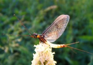 Insecte sur une fleur Moulin de Gémages