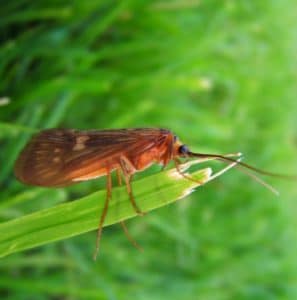 Papillon sur le parcours de pêche