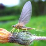 Insecte sauvage sur le parcours de pêche