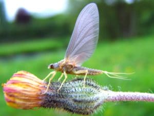 Insecte sauvage sur le parcours de pêche