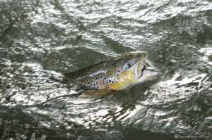 Poisson sauvage gobage Moulin de Gémages