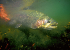 Poisson sous l'eau pêche à la mouche