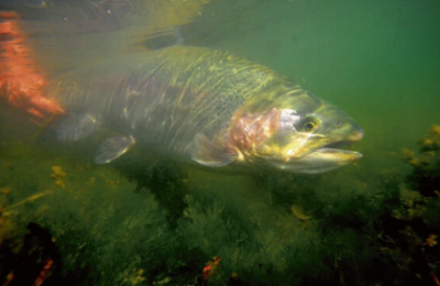 Poisson sous l'eau pêche à la mouche