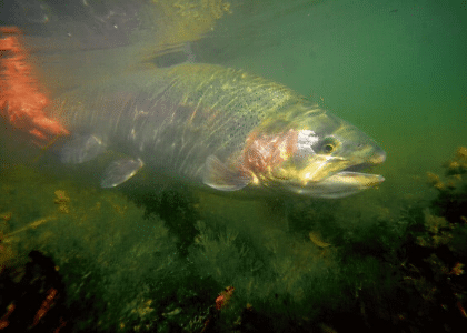 SEMI-AUTOMATIC FLY REEL LE MOULIN DE GEMAGES