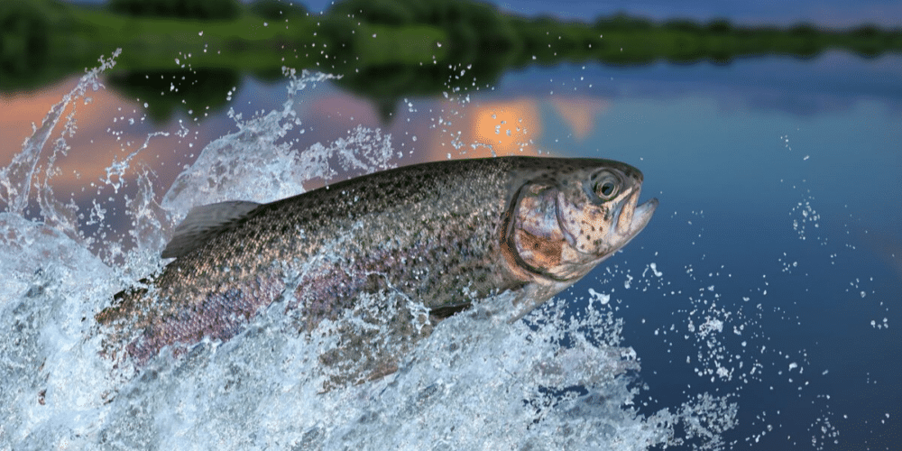Ouverture de la pêche de la truite - Mairie des Arcs sur Argens