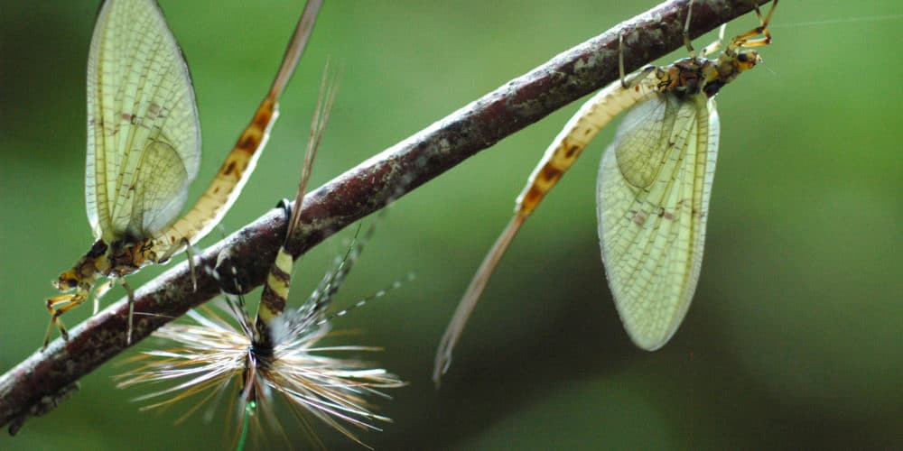 Vie sauvage sur le parcours de peche