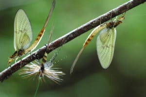 Vie sauvage sur le parcours de peche