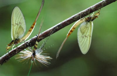 Vie sauvage sur le parcours de peche