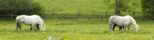 Collines du Perche, avec chevaux percheron