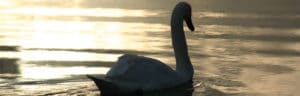 Cygne sur le parcours de peĉhe à la mouche