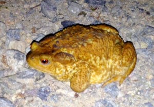 Crapaud sauvage Moulin de Gémages