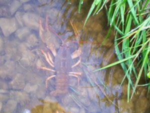 Crustacé sauvage dans le parcours de pêche