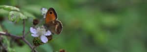 Papillon sauvage environnement moulin de gémages