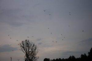 Oiseaux en vol Moulin de Gémages