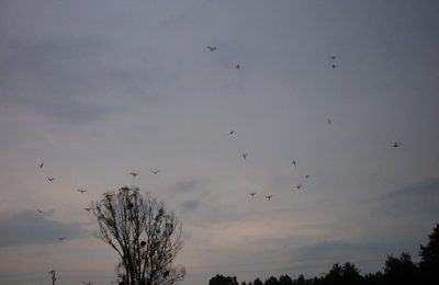 Oiseaux en vol Moulin de Gémages