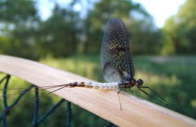 Insecte épuisette moulin de gémages