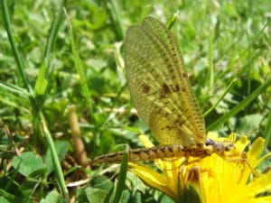 Insecte sauvage sur une fleur