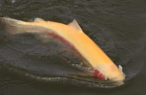 Poisson gold nage dans le parcours