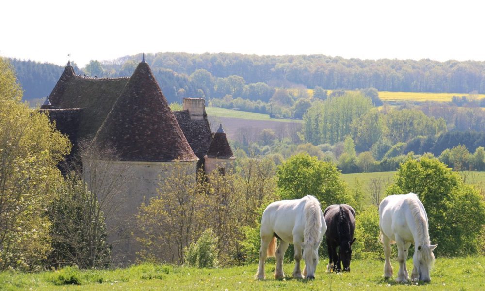 Chevaux en prairie sauvage