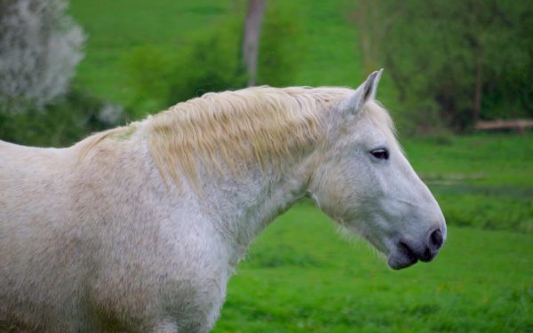 Cheval percheron Gémages