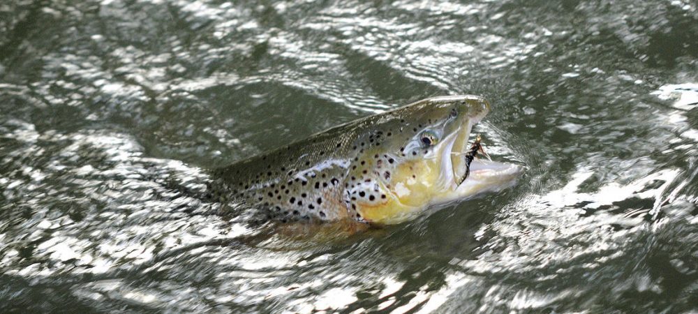 Poisson sauvage gobage Moulin de Gémages