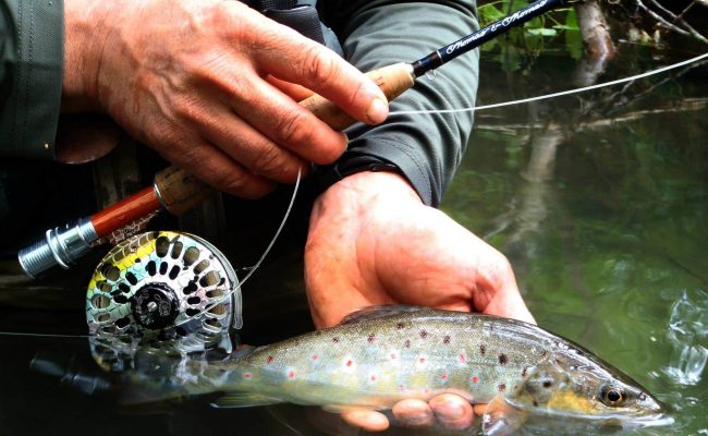 Truite de l'huisne poisson sauvage